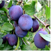 Слива Кубанская ранняя